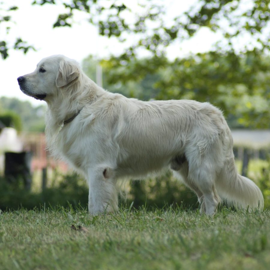 68756169_2939601912779655_1545795623599472640_n