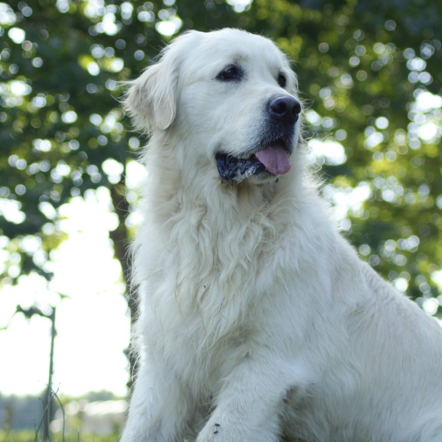 69090899_2939599022779944_6147280055316774912_n